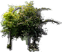 Aktinidia ostrolistna "Jumbo"